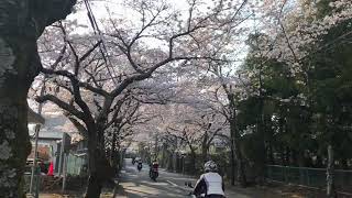 伊豆高原の桜が満開！桜のトンネル・桜のアーチで有名な伊豆高原桜並木の桜が満開です！さくらの里も見頃を迎え多くの人で賑わっています！〜4/5まで夜桜ライトアップされています！🌸