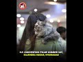 hey hyderabad join us in the biggest cat championship cat show in india