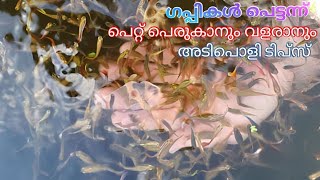 How to breed guppy fish faster in malayalam | Guppy fish fast breeding tips in malayalam