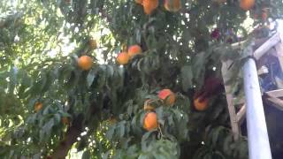 Marc Suderman #240 | Ross cling peach harvest | 8/6/12