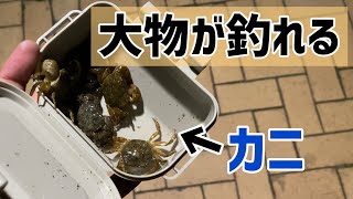 カニを針につけて落としたら、簡単に大物が釣れてヤバすぎたw  赤レンガ