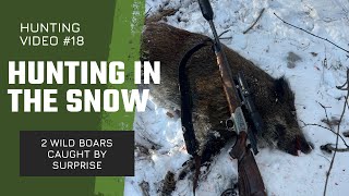 Driven hunt in the snow - 2 wild boars caught by surprise