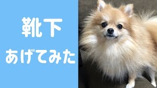 【衝撃】ポメラニアンにくさい靴下をあげてみた結果...【犬】