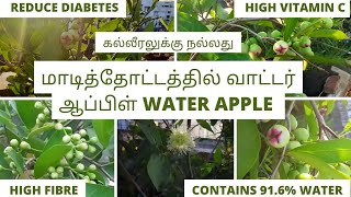 மாடித்தோட்டத்தில் தண்ணீர் ஆப்பிள் பழம்/ WATER APPLE/TERRACE GRADEN /RICH IN VITAMIN C,FIBRE/DIABETES