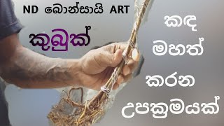 කඳ මහත් කරන උපක්‍රමයක්.           ND බොන්සායි ART