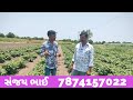 ચોમાસુ રિંગણનું વાવેતર ક્યારે કરવું 🍆🍆🍆brinjal farming 🍆 આ રીંગણની જાતમાં વાયરસ નહિ આવે brinjal