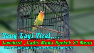 Mahakarya Borobudur - Viral Lovebird Gadis Muda Durasi 20 Menit Turun Dikelas Fighter