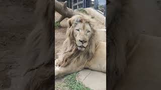 参月💙⑤ホワイトライオン・白獅子・セラムくん＊White_Lion・・・沖縄こどもの国・Okinawa Zoo \u0026 Museum(20220311)