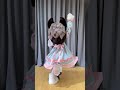 【fursuit dance】🎇 なでなで nadenade 🎇 fursuit kemono kigurumi dance shorts