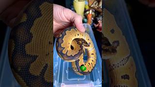 Shipping a ball python! #molinarosnakelab #clownballpython #reptiles #snakes #shippingsnakes #diy