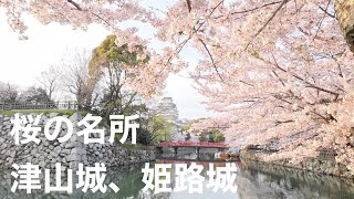 Walk at Himeji castle and Tsuyama castle during cherry blossom season. 4K桜の名所、姫路城、津山城を巡って来ました。