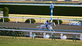 マーブルケーキの馬場入場と返し馬。現地映像、京都競馬場