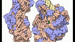 Chymiatrie - #023 - Die Struktur von Ribosomen und der Chemie-Nobelpreis 2009