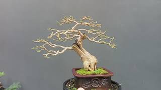 อัพเดตบอนไซจิ๋ววันหยุดครับ บอนไซเพรมน่า-Bonsai Premna