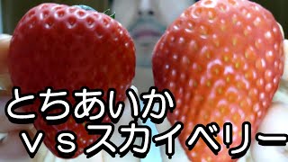 栃木のいちご新品種「とちあいか」はうまいのか？高級品種「スカイベリー」と比較してみた！