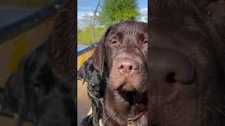 Canoeing With Labrador Retrievers #shorts