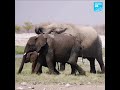 botswana zimbabwe plus de 150 éléphants sont morts victimes de la sécheresse