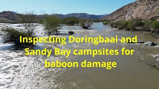 Walking downstream along the Orange river to inspect Doringbaai campsite for baboon damage.