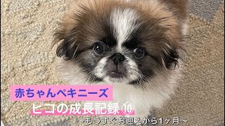 【赤ちゃんペキニーズ】ピコの成長記録⑩ 白ペキシャンクが遊びに来たよ！