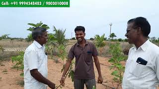 அத்தி செடி பற்றி ஒரு பொதுவான விவசாயிகள் கேள்விகள்  | A common farmers questions about fig plant  |