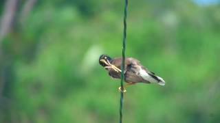 インドハッカ（5）綺麗（背景次第） - Common myna - Wild Bird - 野鳥 動画図鑑