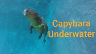 Capybara underwater