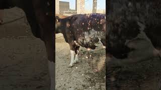 Beautiful imported cow pure