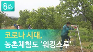 [G1뉴스]코로나 시대, 농촌체험도 '워킹스루'