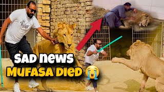 Mufasa Died 😥 Bohat Dukh Hua | Sher Ko ghar main kesy rakha jata ha Dekhen | Asif shero wala