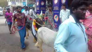 Annavasal jallikattu kalikal