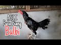 Melihat koleksi bulbi (ayam bulbi Black)