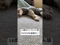 18歳おじいちゃん猫 cat 猫のいる暮らし 猫のいる生活 ねこ動画 猫動画 ねこ 猫 高齢猫 サバトラ猫