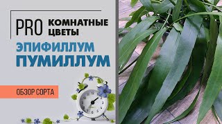 Эпифиллум Пумиллум - кактусиная мощь наглядно | Лиственный цветущий кактус