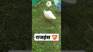 #Rajhans #Couple #Ducks