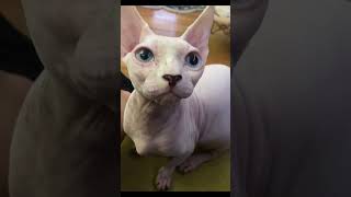 just puurrrrrfect 😻 #sphynxworldwide #sphynxfamily #cutesphynx #sphynx #sphynxlove #sphynxworld