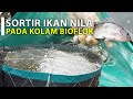 SORTIR NILA DI KOLAM BIOFLOK