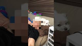 A dog protecting his sleeping owner's head lol #shorts #cutedog #maltese