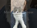 Manjanya meow choky#catlover #cat #shorts #shortvideo