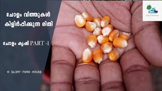 How to Germinate Corn Seeds at Home | ചോളം വിത്തുകള്‍ കിളിര്‍പ്പിക്കുന്ന രീതി | ചോളം കൃഷി PART -1