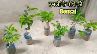 Six Bonsai Of Tamarind Plant Part -3||इमली के पौधे की बोनसाई #Arch Garden || Bonsai Collection