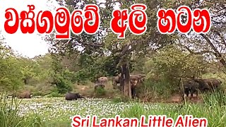 වස්ගමුවේ අලි හටන