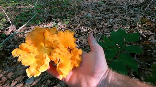 How to find and identify edible wild mushrooms