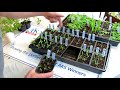 aas quick gardening tips starting tomatoes types when to start them fertilizing u0026 watering