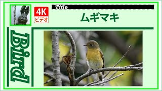 【4K】ムギマキ　20201019　Bird　野鳥