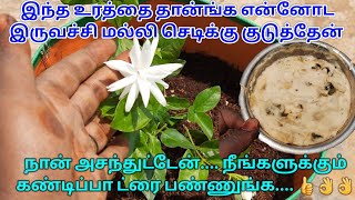 என்னோட பூக்காத இருவாச்சி மல்லிக்கு நான் குடுத்த உரம் / #qualitynurserygarden / #naturalfertilizer