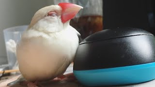 【文鳥】飼い主の側から離れようとしない文鳥【Java Finch】