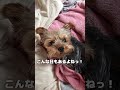 深夜に。。。 shorts ヨークシャテリア ヨーキー yorkshire yorkie 犬のいる暮らし 犬好き dog doglife 眠れない