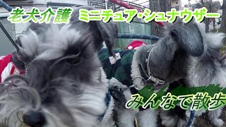 老犬介護（ミニチュア・シュナウザー）みんなで散歩