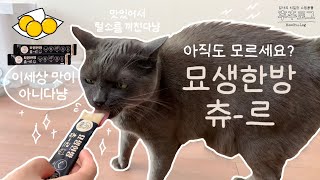 🐈 반려생각 묘생한방 리뷰 | 아직도 모르세요? 공진단이 들어간 츄르 | 고양이 간식 추천