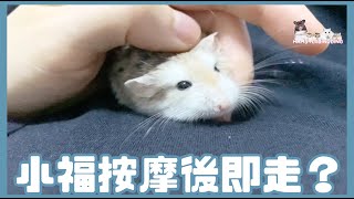 Hamsterdingding．老公公鼠只掛著吃．倉鼠．小露寶．小路寶．老公公鼠 [小福Siu Fook]